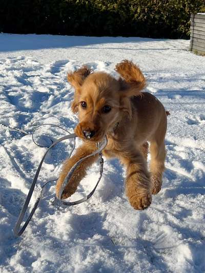 Dogorama Photo Challenge - Winterstimmung-Beitrag-Bild