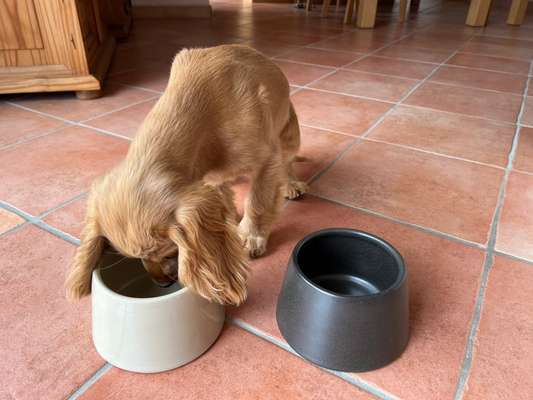 154. FotoChallenge * AUFS BILD GEMOGELT *-Beitrag-Bild