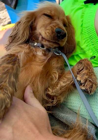 Vertrauen zwischen Hund und Halter-Beitrag-Bild