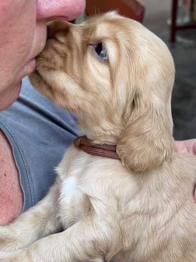 Dogorama Photo Challenge - Liebesbeweis-Beitrag-Bild