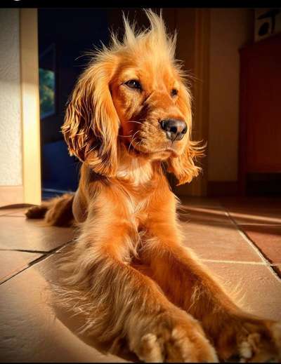 Dogorama Photo Challenge - TV Hund-Beitrag-Bild