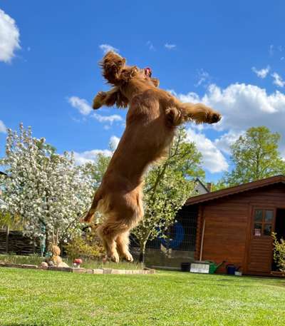 Foto Challenge Nr. 137 - Lass die Ohren fliegen-Beitrag-Bild