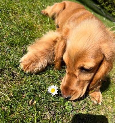 Dogorama Photo Challenge - die ersten Frühjahrsblumen-Beitrag-Bild