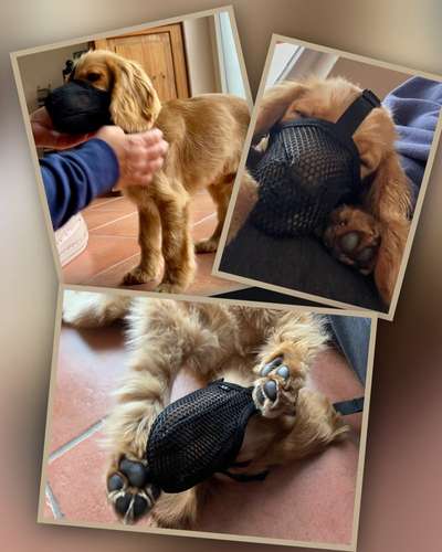 Maulkorb rauf - Vorurteile runter-Beitrag-Bild