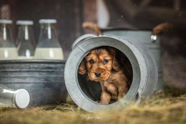 Dogorama Photo Challenge - Durchblick-Beitrag-Bild