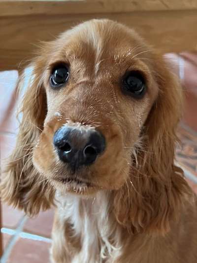 Dogorama Photo Challenge - Portrait-Beitrag-Bild