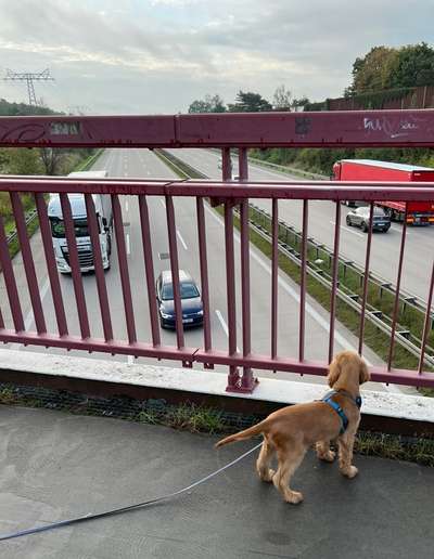 Foto Challenge Thema "Brücke"-Beitrag-Bild