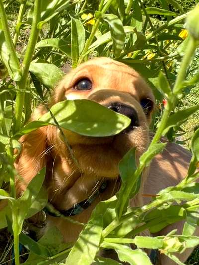 63. Handyfotochallenge   * Nase dran ! *-Beitrag-Bild