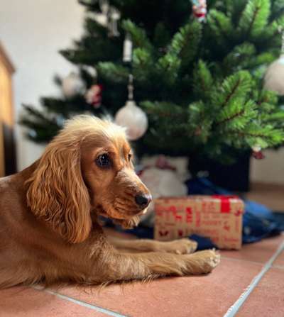 Dogorama Photo Challenge - Weihnachtsbaum-Beitrag-Bild