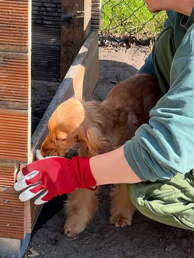 Dogorama Photo Challenge - Hündische Haushaltshilfe-Beitrag-Bild