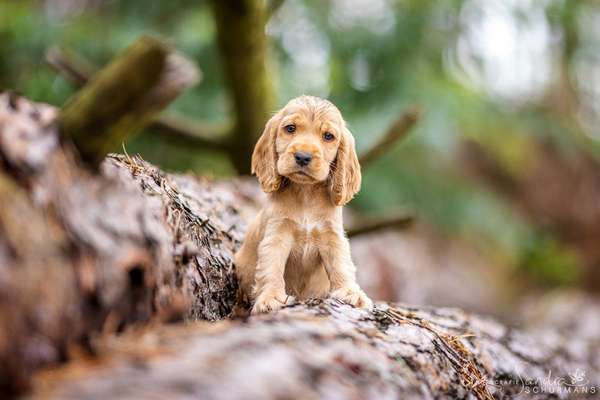 Dogorama Photo Challenge - Mein Holz und ich-Beitrag-Bild