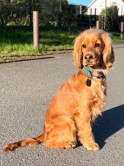 41. Handy Fotochallenge - Euer gemeinsames Hobby-Beitrag-Bild