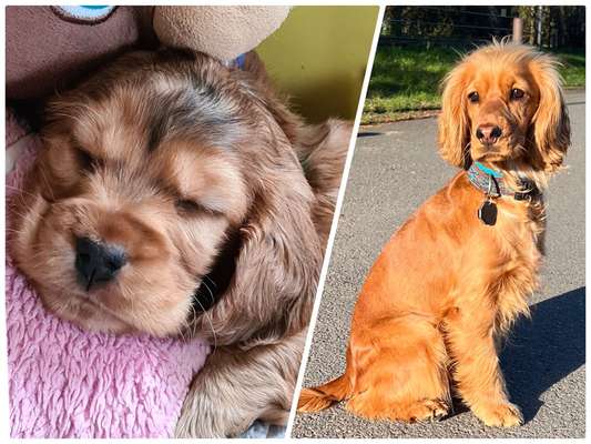 Vom Welpen zum Hund-Beitrag-Bild