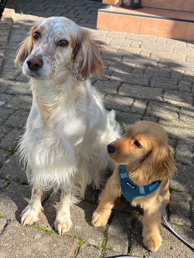 155. FotoChallange * David und Goliath *-Beitrag-Bild