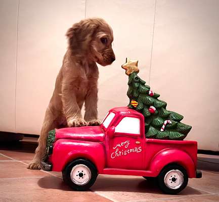 11. Farben Foto Challenge Rot-Beitrag-Bild