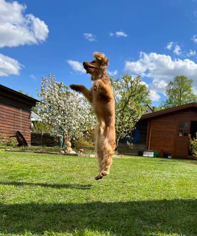 156. Fotochallenge *** DEIN HUND UND DIE WUNDERSCHÖNEN WOLKEN ***-Beitrag-Bild