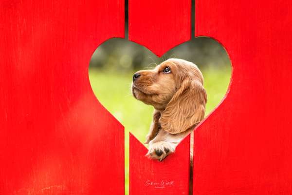 67. Handy Foto Challenge: Rotes Herz-Beitrag-Bild