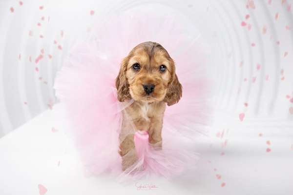 Dogorama Photo Challenge - Festliches Accessoires-Beitrag-Bild