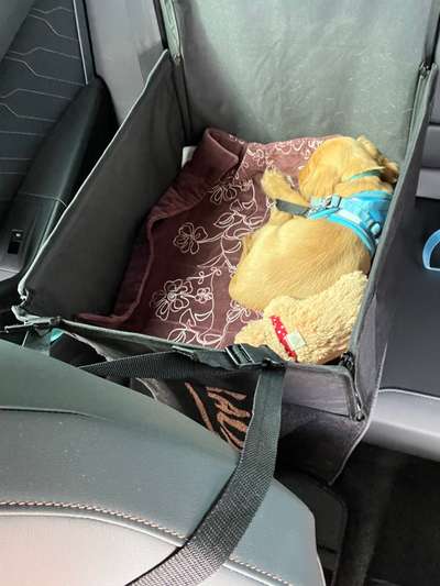 Foto Challenge Thema "Hunde im Auto"-Beitrag-Bild