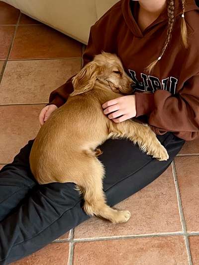 85. Foto Challenge : Schosshund-Beitrag-Bild