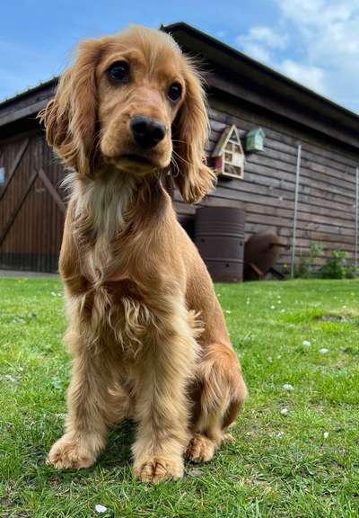 Englisch Cocker Spaniel-Beitrag-Bild