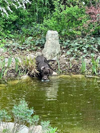 Dogorama-Monats-Challenge-Mai "Wasser"-Beitrag-Bild