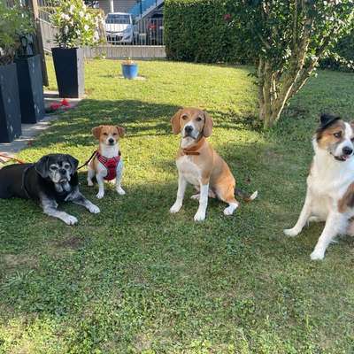 %{de_profession_title}-Ganztagesbetreuung Ihrer Lieblinge-Bild