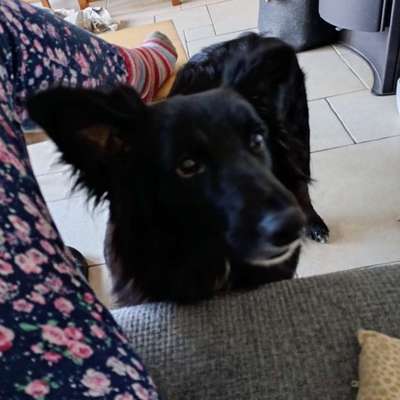 Auslandstierschutz-Beitrag-Bild