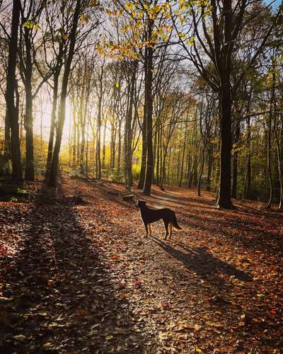 Hundeauslaufgebiet-Wald am Freudenberg-Bild