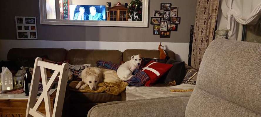 Lustigsten Grimassen von euren Hunden-Beitrag-Bild