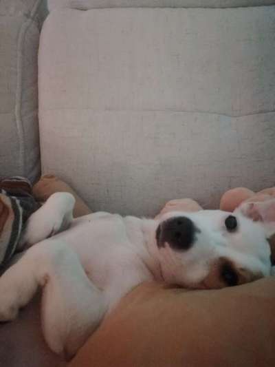 Welche Hunderasse-Beitrag-Bild