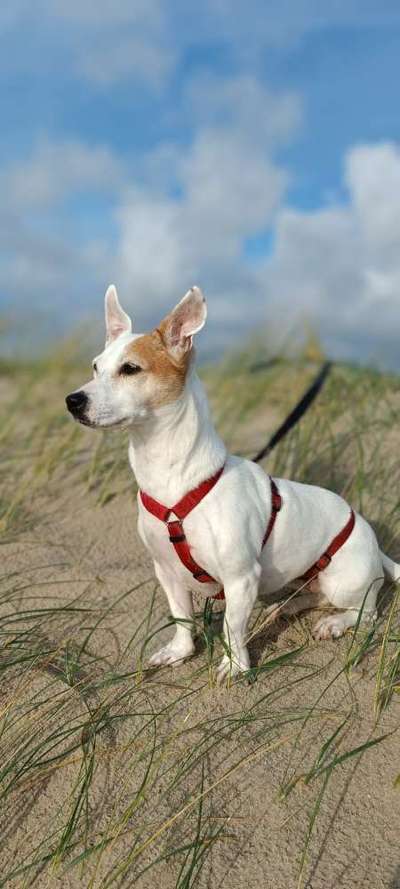 Lustigsten Grimassen von euren Hunden-Beitrag-Bild