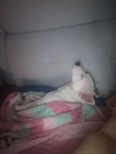 Lustigsten Grimassen von euren Hunden-Beitrag-Bild