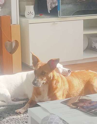 Lustigsten Grimassen von euren Hunden-Beitrag-Bild