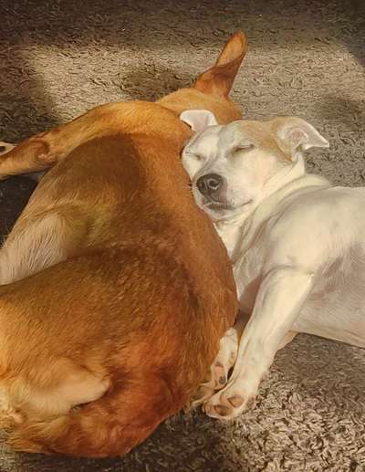 Welche Hunderasse-Beitrag-Bild