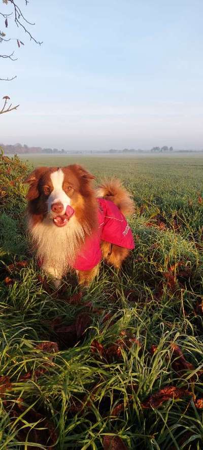 Hundetreffen-CaniCross Partner*in gesucht-Bild