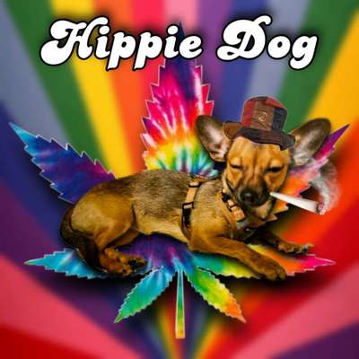 Photomontagen mit Hund-Beitrag-Bild