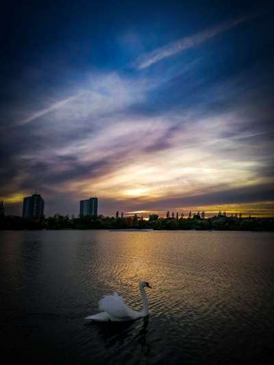 Die wunderschöne Welt mit Hund.-Beitrag-Bild