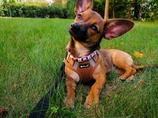 Dogorama Photo Challenge - Hundeblick zum hinschmelzen-Beitrag-Bild