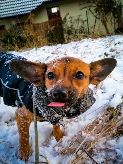 Fotochallenge Nr. 59 - Mein Hund zeigt die Zunge-Beitrag-Bild