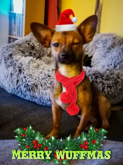 It's beginning to look a lot like.....-Beitrag-Bild