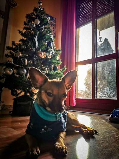 It's beginning to look a lot like.....-Beitrag-Bild