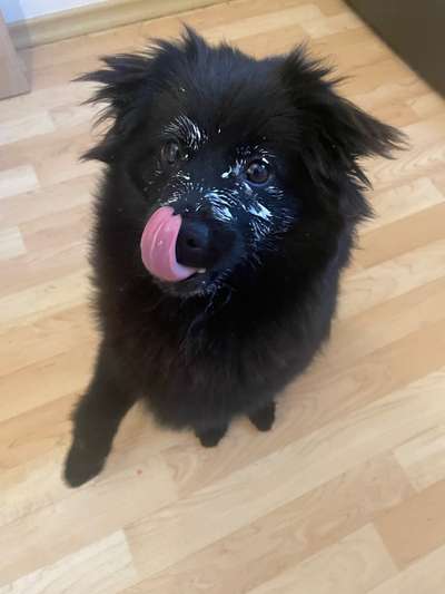 lustige Hunde Fotos-Beitrag-Bild