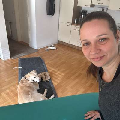 %{de_profession_title}-Physiotherapie für Hunde-Bild