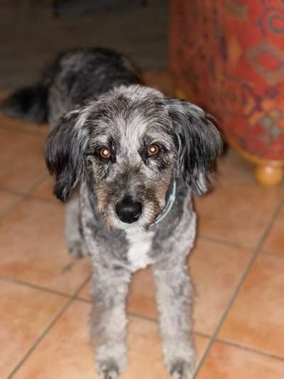 Aussiedoodles.-Beitrag-Bild