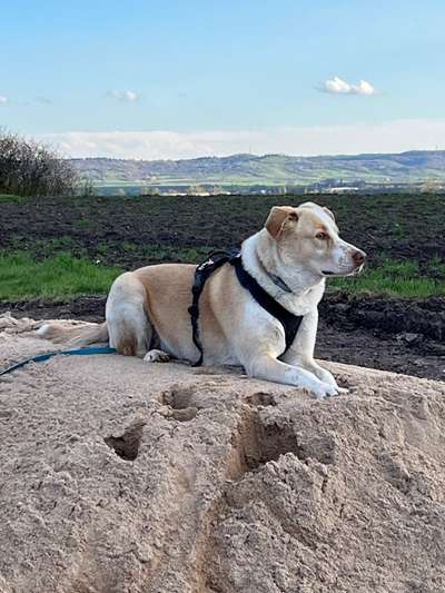 Mischlingshunde Foto Aufruf-Beitrag-Bild