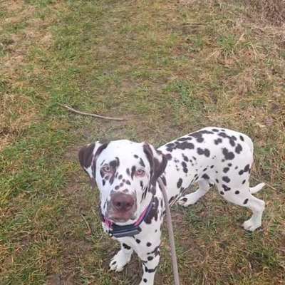 Hundetreffen-Spiel und Spaziergangtreff Bayreuth-Bild