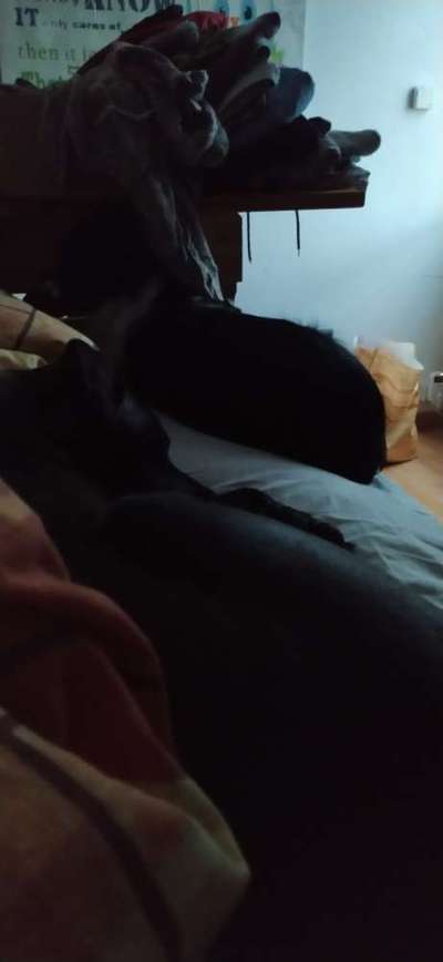 Darf der Hund bei Euch im Bett schlafen?-Beitrag-Bild