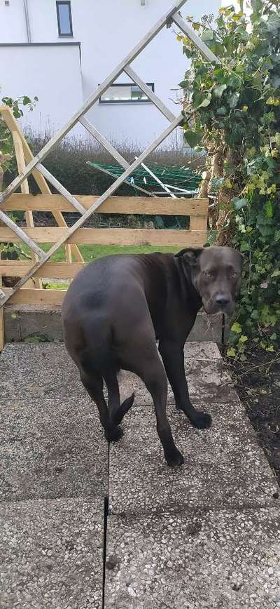 Bordeaux Dogge-Beitrag-Bild