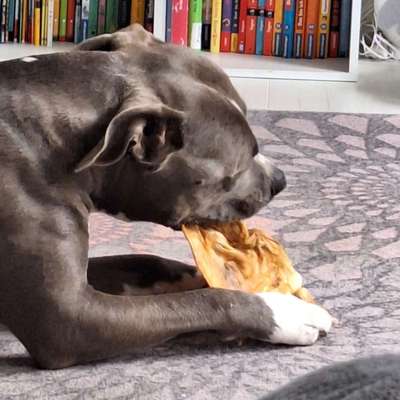 Hundetreffen-Gemeinsame Spaziergänge/ Training. Wenn es gut läuft- dürfen die Hunde gerne Kontakt haben-Bild